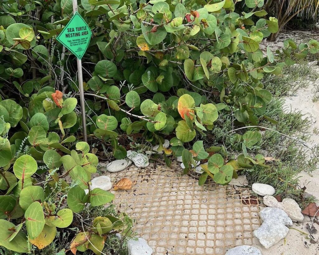 We Have Our 1st Turtle Nests of the Season!