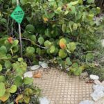 We Have Our 1st Turtle Nests of the Season!